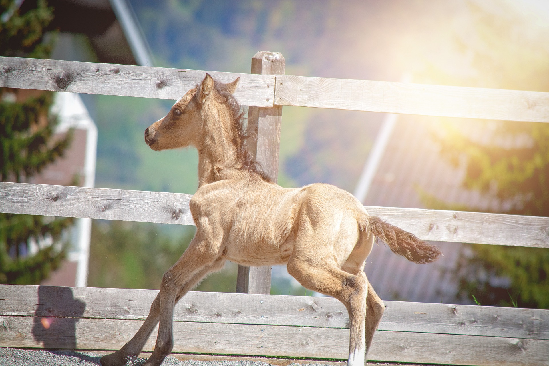 Foal Background